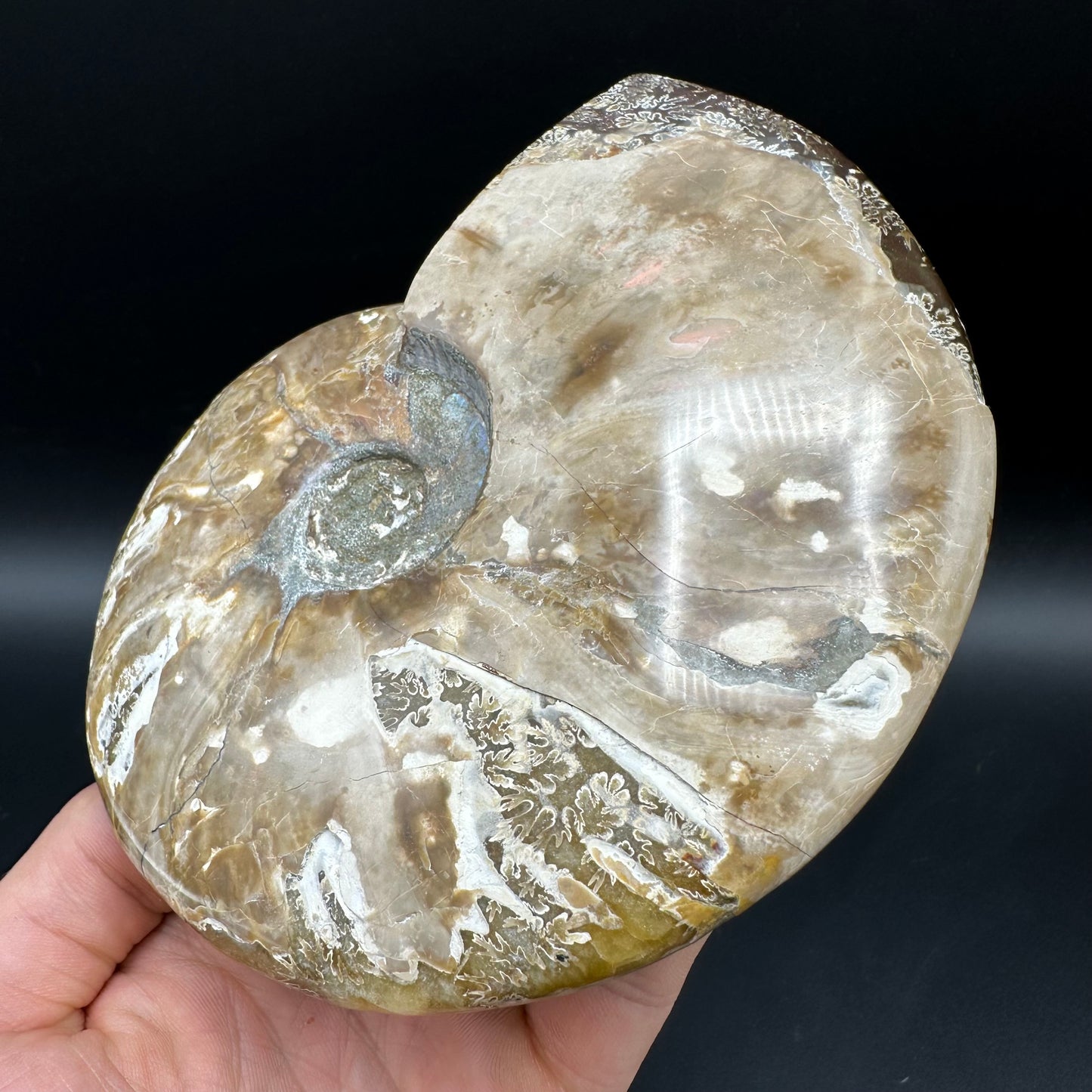 Cleoniceras Ammonite Fossil With Stand - Cretaceous Ammonite Madagascar