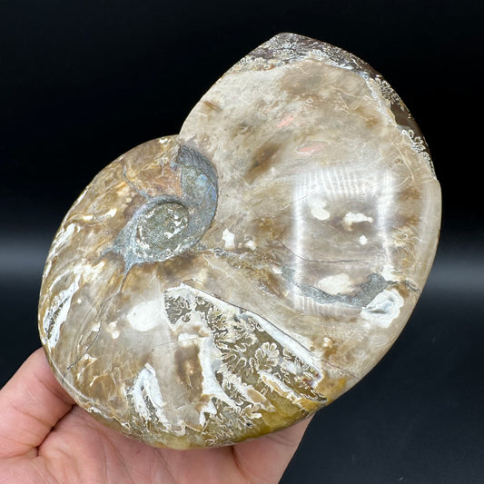 Cleoniceras Ammonite Fossil With Stand - Cretaceous Ammonite Madagascar