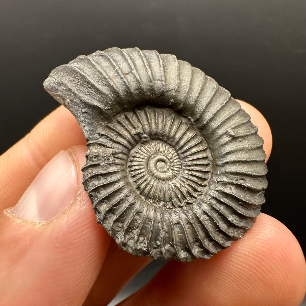 Schlothemia sp. ammonite fossil with box and stand - Whitby, North Yorkshire Jurassic Coast, Yorkshire fossils