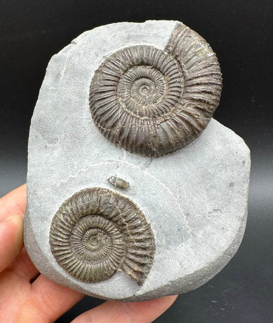 Dactylioceras Ammonite Fossil With Box And Stand - Whitby, North Yorkshire Jurassic Coast Yorkshire Fossils