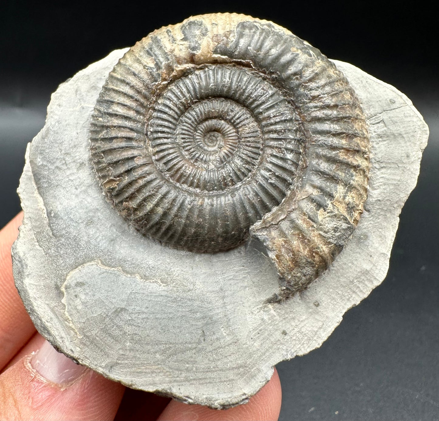 Dactylioceras Ammonite Fossil With Box And Stand - Whitby, North Yorkshire Jurassic Coast Yorkshire Fossils