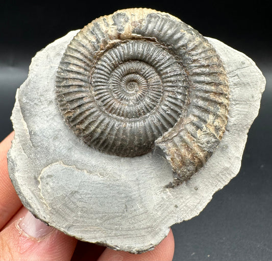 Dactylioceras Ammonite Fossil With Box And Stand - Whitby, North Yorkshire Jurassic Coast Yorkshire Fossils
