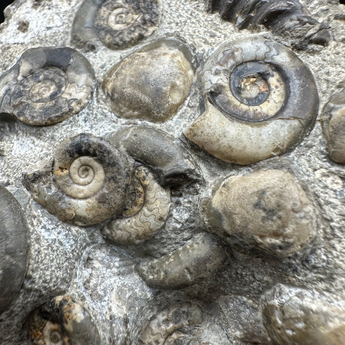 Psiloceras ammonite fossil with box and stand - Whitby, North Yorkshire Jurassic Coast, Yorkshire fossils