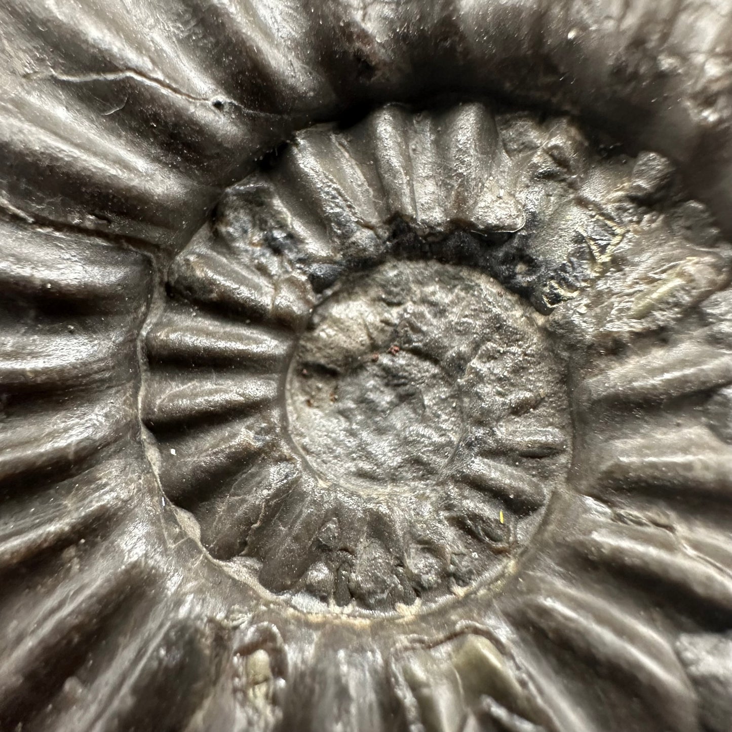 Asteroceras Ammonite fossil with box and stand - Whitby, North Yorkshire Jurassic Coast Yorkshire Fossils