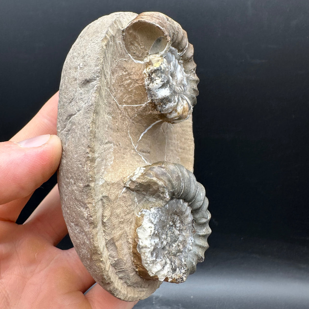 Androgynoceras maculatum ammonite fossil with stand - Whitby, North Yorkshire Jurassic Coast Yorkshire Fossils