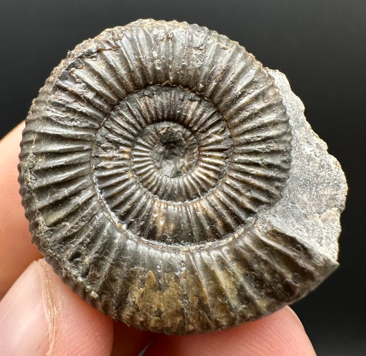 Dactylioceras Ammonite Fossil Gift Set - Whitby, North Yorkshire Jurassic Coast Yorkshire Fossils