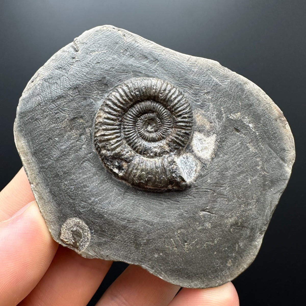 Dactylioceras Ammonite Fossil With box and Stand - Whitby, North Yorkshire Jurassic Coast Yorkshire Fossils