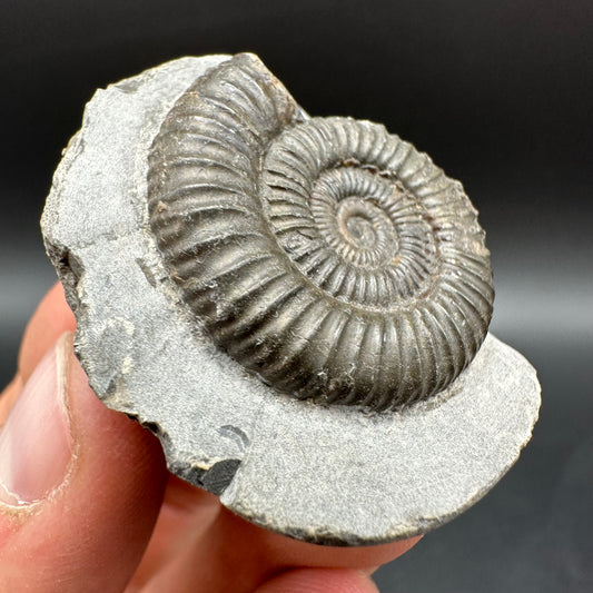 Dactylioceras Ammonite Fossil With Box And Stand - Whitby, North Yorkshire Jurassic Coast Yorkshire Fossils