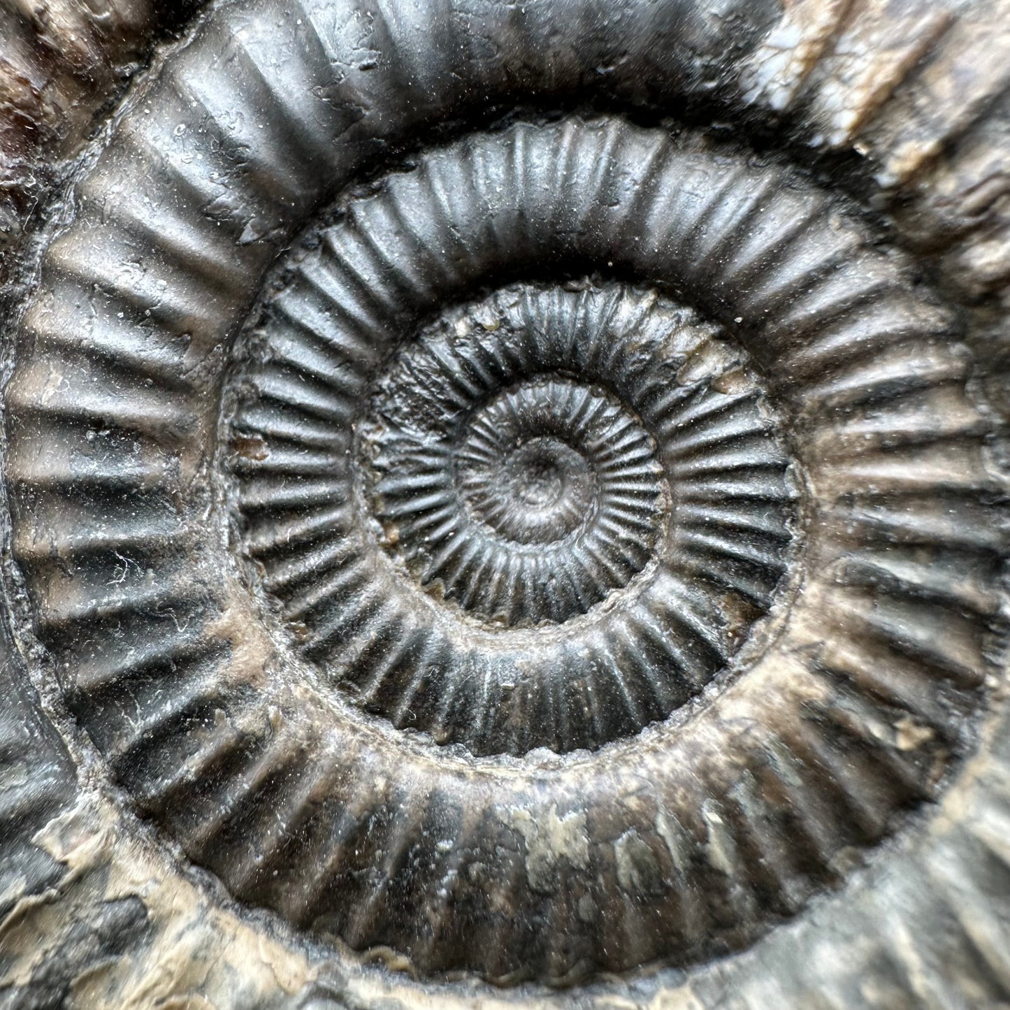 Dactylioceras Ammonite Fossil With Box And Stand - Whitby, North Yorkshire Jurassic Coast Yorkshire Fossils