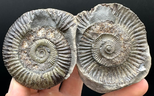 Dactylioceras Ammonite nodule (split pair) Fossil With Box And Stand - Whitby, North Yorkshire Jurassic Coast Yorkshire Fossils