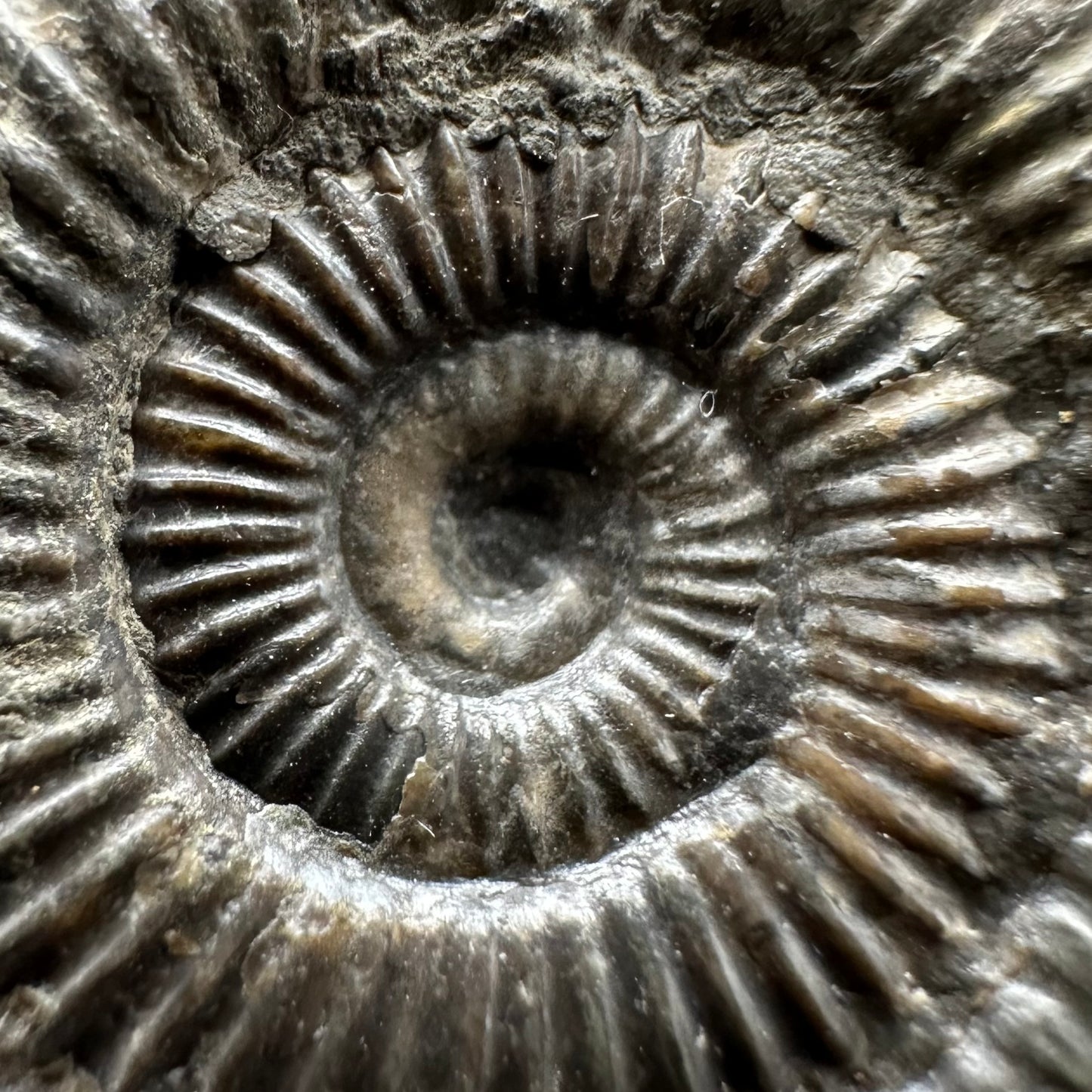 Dactylioceras Ammonite Fossil Gift Set - Whitby, North Yorkshire Jurassic Coast Yorkshire Fossils