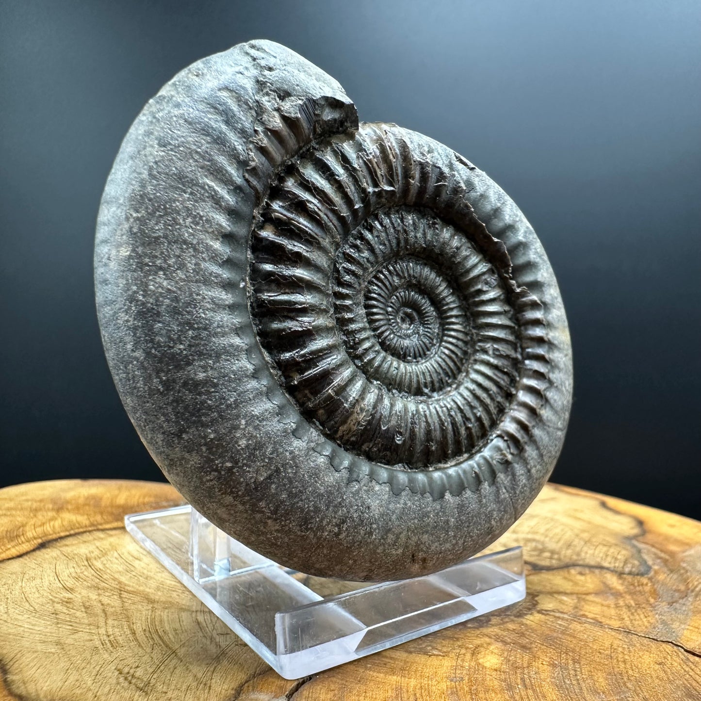 Dactylioceras Ammonite Fossil With box and Stand - Whitby, North Yorkshire Jurassic Coast Yorkshire Fossils