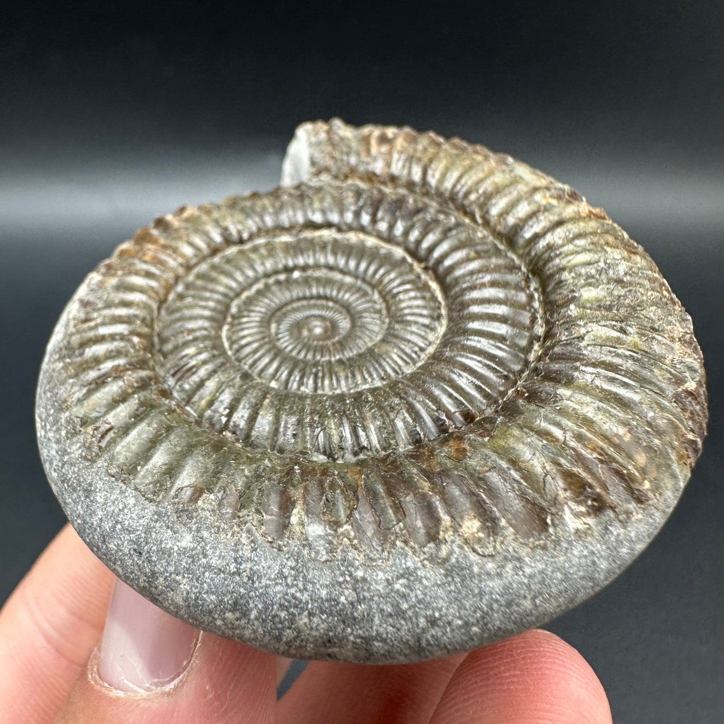 Dactylioceras Ammonite Fossil With Box And Stand - Whitby, North Yorkshire Jurassic Coast Yorkshire Fossils