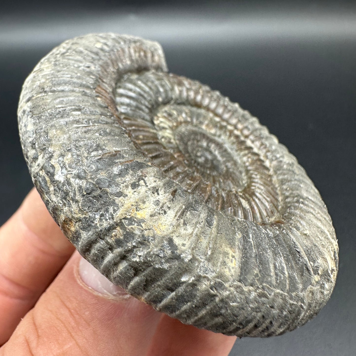 Dactylioceras Ammonite Fossil With Box And Stand - Whitby, North Yorkshire Jurassic Coast Yorkshire Fossils