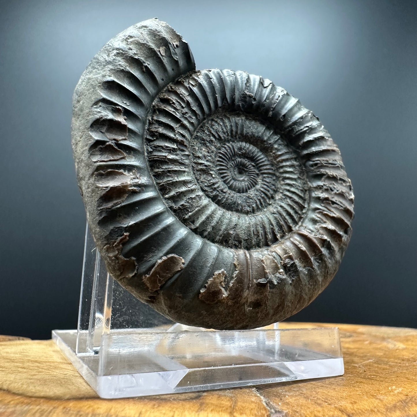 Dactylioceras Ammonite Fossil With box and Stand - Whitby, North Yorkshire Jurassic Coast Yorkshire Fossils