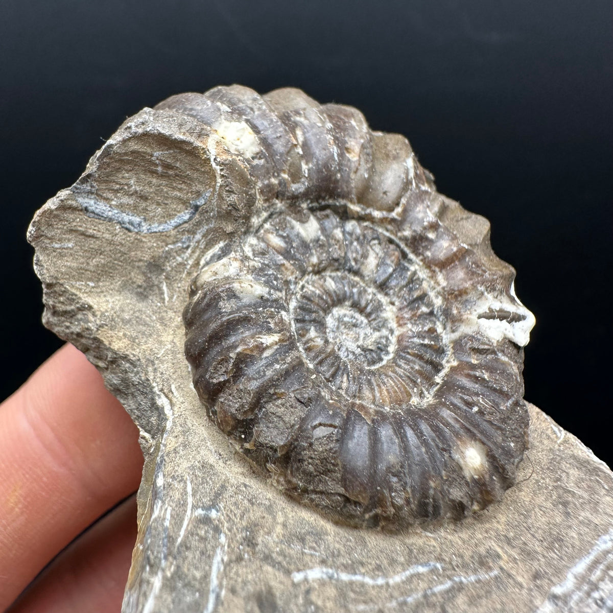 Androgynoceras capricornus Ammonite Fossil With Stand - Whitby, North Yorkshire Jurassic Coast Yorkshire Fossils