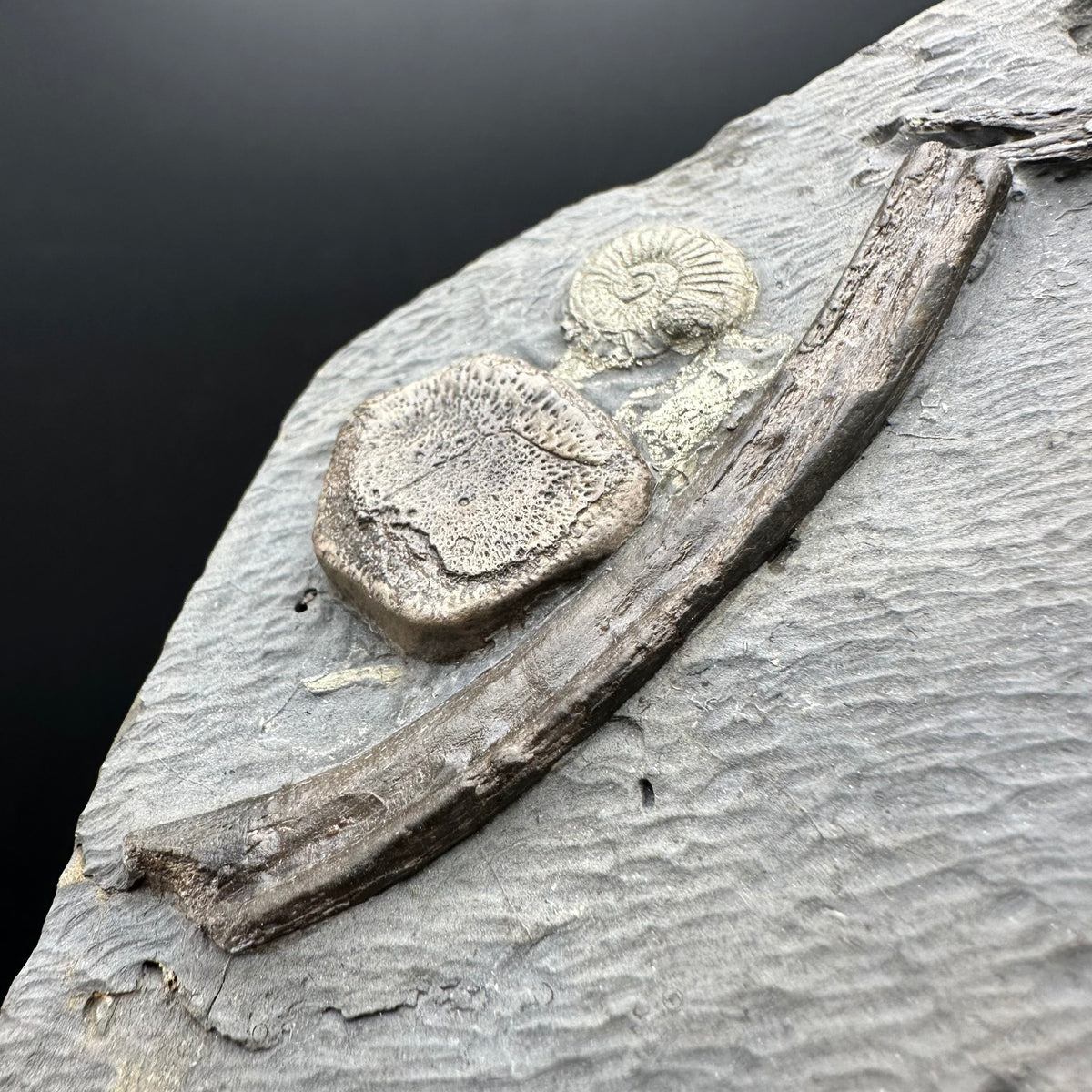 Ichthyosaur Vertebrae fossil / ribs with box and stand - Whitby, North Yorkshire Jurassic Coast, Yorkshire fossils found on the Jurassic Coast