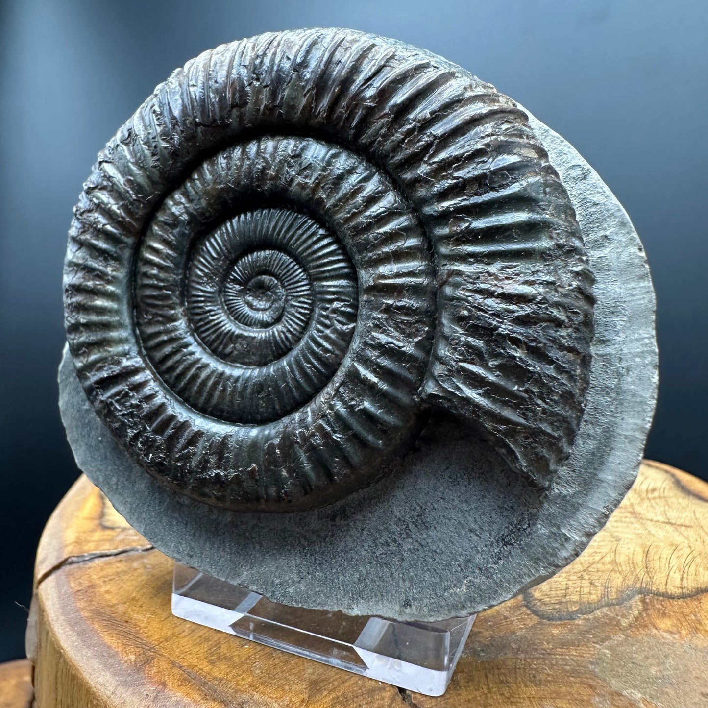 Dactylioceras Ammonite Fossil With box and Stand - Whitby, North Yorkshire Jurassic Coast Yorkshire Fossils