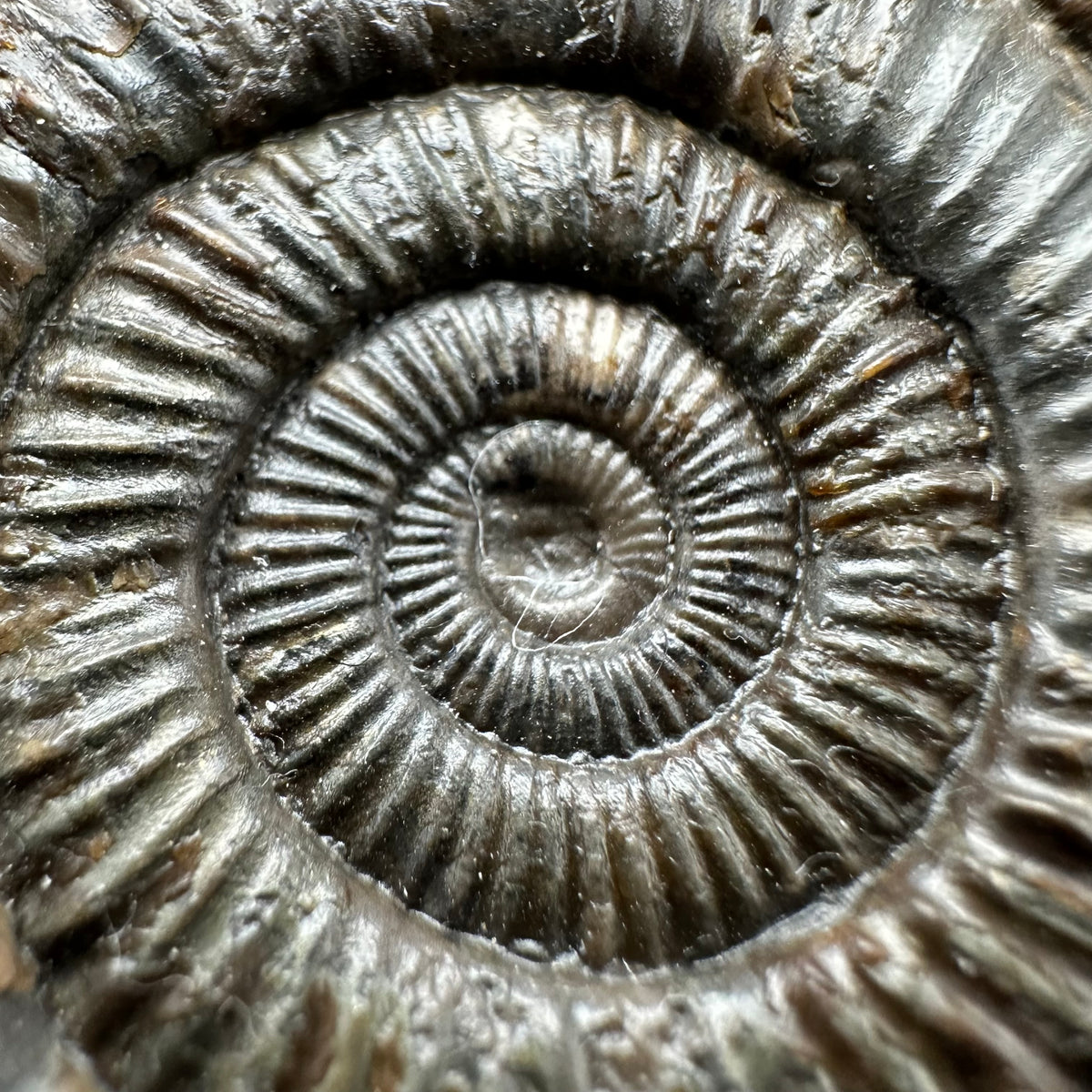 Dactylioceras Ammonite Fossil With Stand - Whitby, North Yorkshire Jurassic Coast Yorkshire Fossils