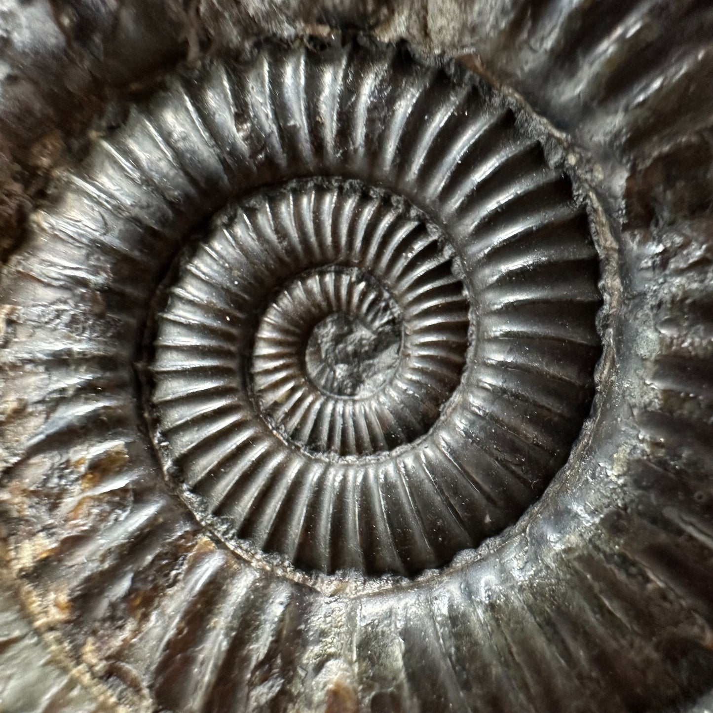 Dactylioceras Ammonite Fossil With box and Stand - Whitby, North Yorkshire Jurassic Coast Yorkshire Fossils