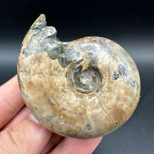 Puzosia Ammonite Fossil With Box And Stand - Cretaceous Ammonite Madagascar