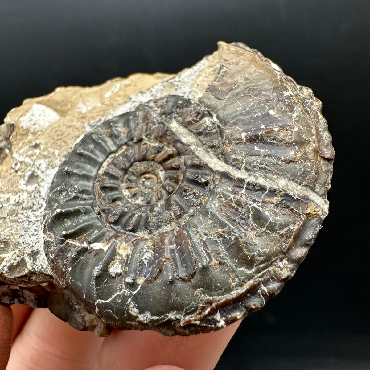Amaltheus subnodosus Ammonite fossil with stand - Whitby, North Yorkshire Jurassic Coast Yorkshire Fossils