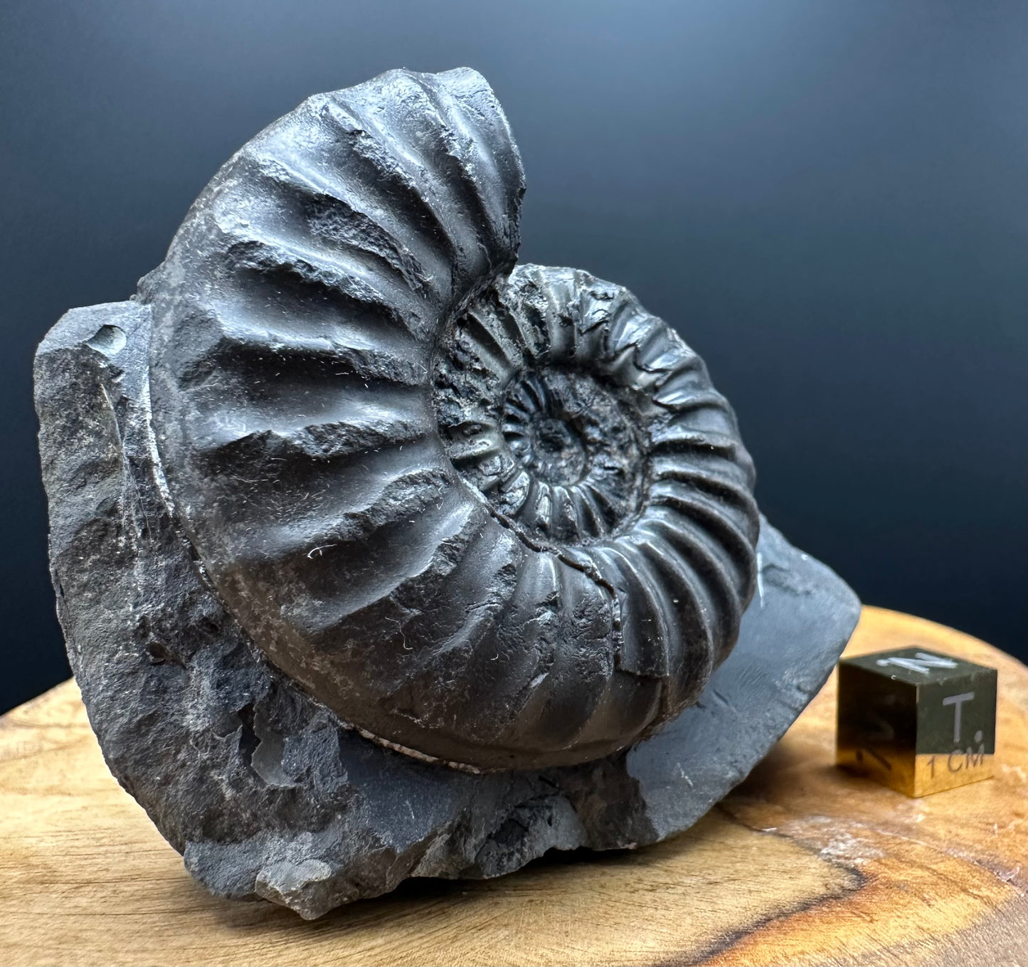 Asteroceras Ammonite fossil with box and stand - Whitby, North Yorkshire Jurassic Coast Yorkshire Fossils