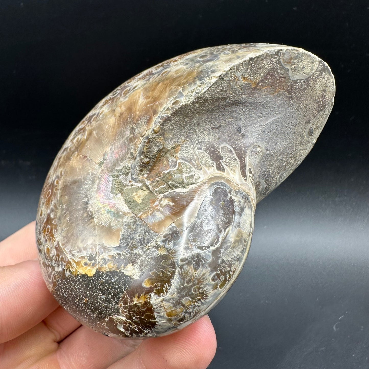 Phylloceras Ammonite Fossil With Box And Stand - Cretaceous Ammonite Madagascar