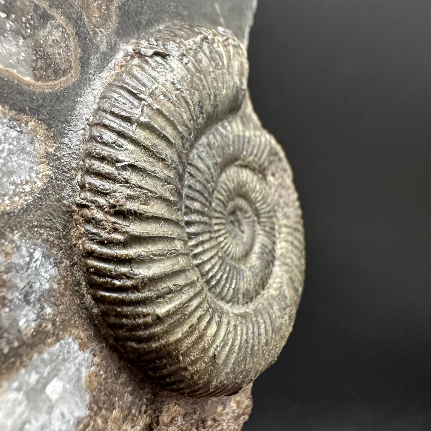 Dactylioceras Ammonite Fossil Gift Set - Whitby, North Yorkshire Jurassic Coast Yorkshire Fossils