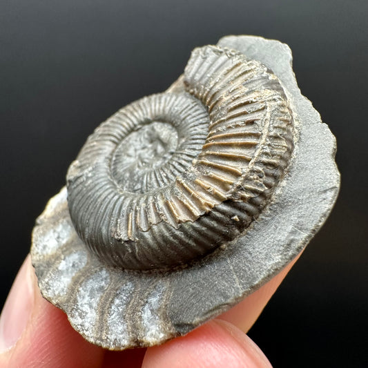 Dactylioceras Ammonite Fossil Gift Set - Whitby, North Yorkshire Jurassic Coast Yorkshire Fossils