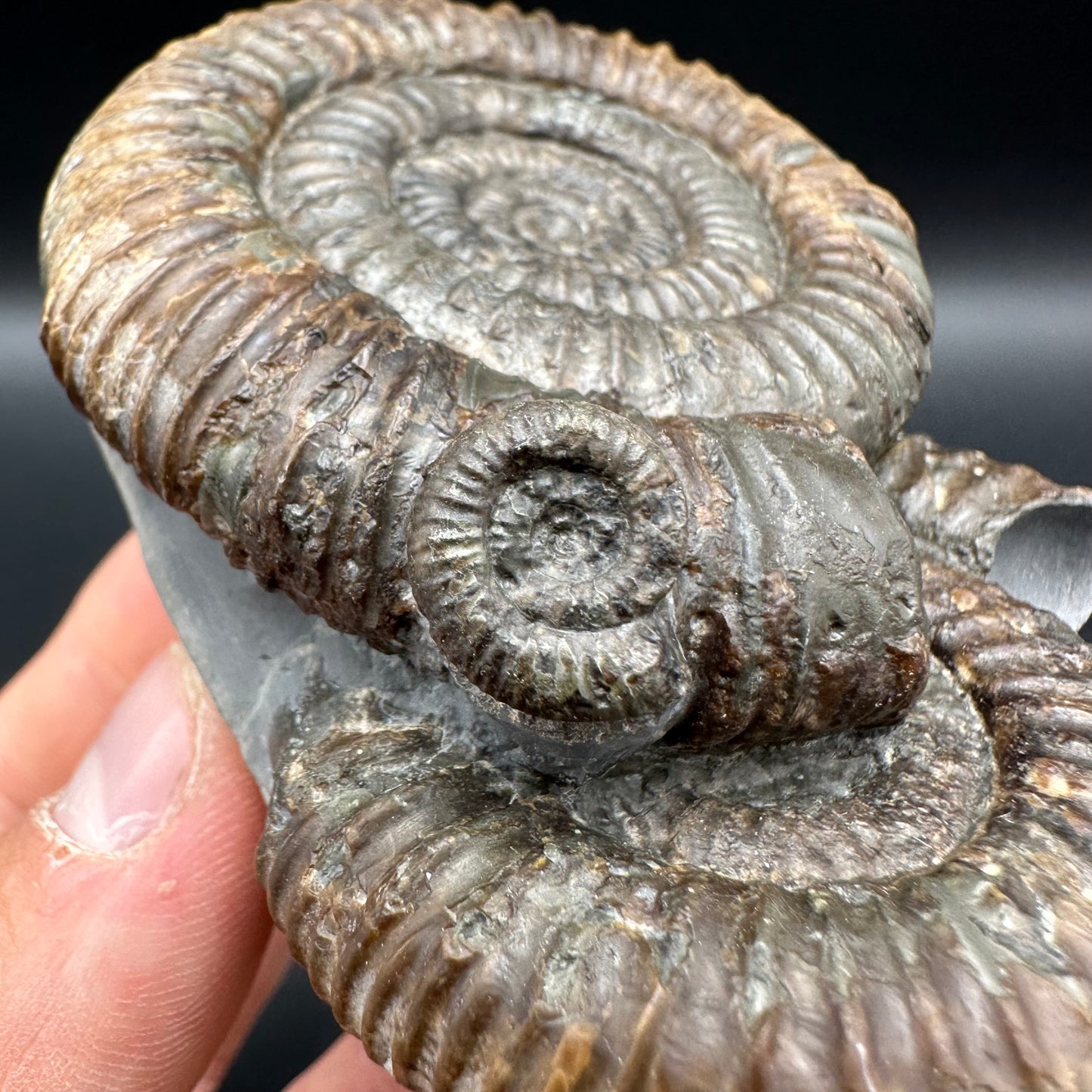 Dactylioceras Multi ammonite fossil with box and stand - Whitby, North Yorkshire Jurassic Coast, Yorkshire Fossils