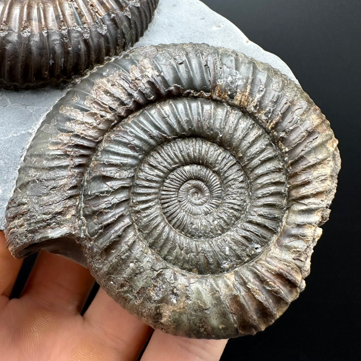 Dactylioceras Ammonite Fossil With Stand - Whitby, North Yorkshire Jurassic Coast Yorkshire Fossils