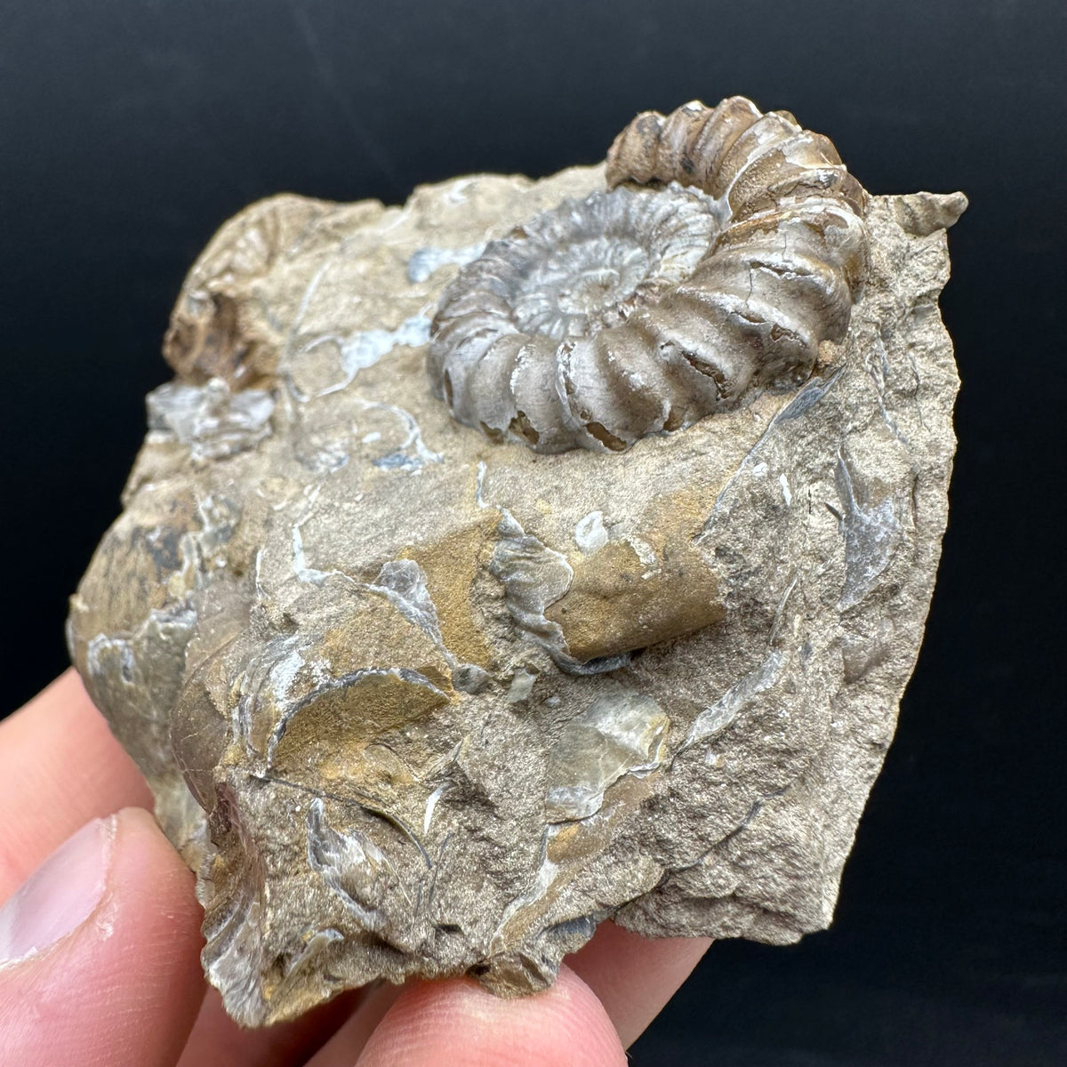Androgynoceras capricornus Ammonite Fossil With Stand - Whitby, North Yorkshire Jurassic Coast Yorkshire Fossils