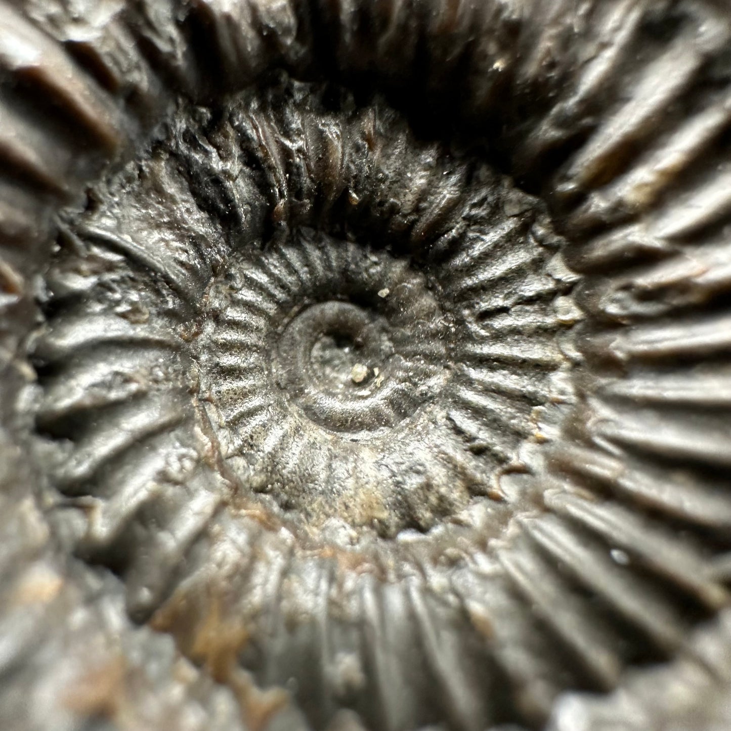 Catacoeloceras Sp. ammonite fossil with box and stand- Whitby, North Yorkshire Jurassic Coast Yorkshire Fossils