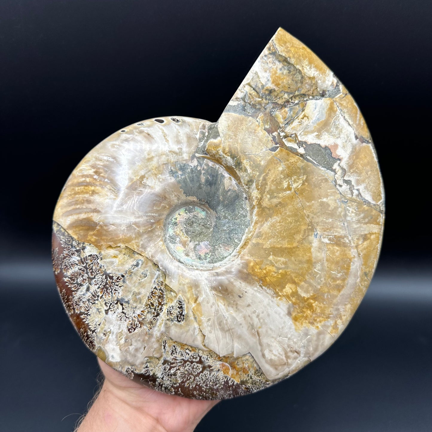 Cleoniceras Ammonite Fossil With Stand - Cretaceous Ammonite Madagascar