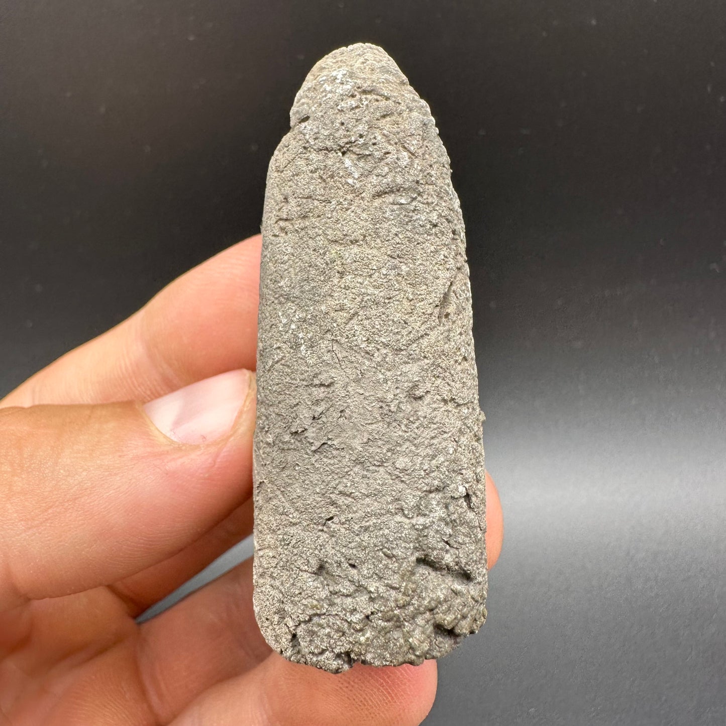 Belemnite (Fossil Squid) shell fossil - Whitby, North Yorkshire Jurassic Coast Yorkshire Fossils
