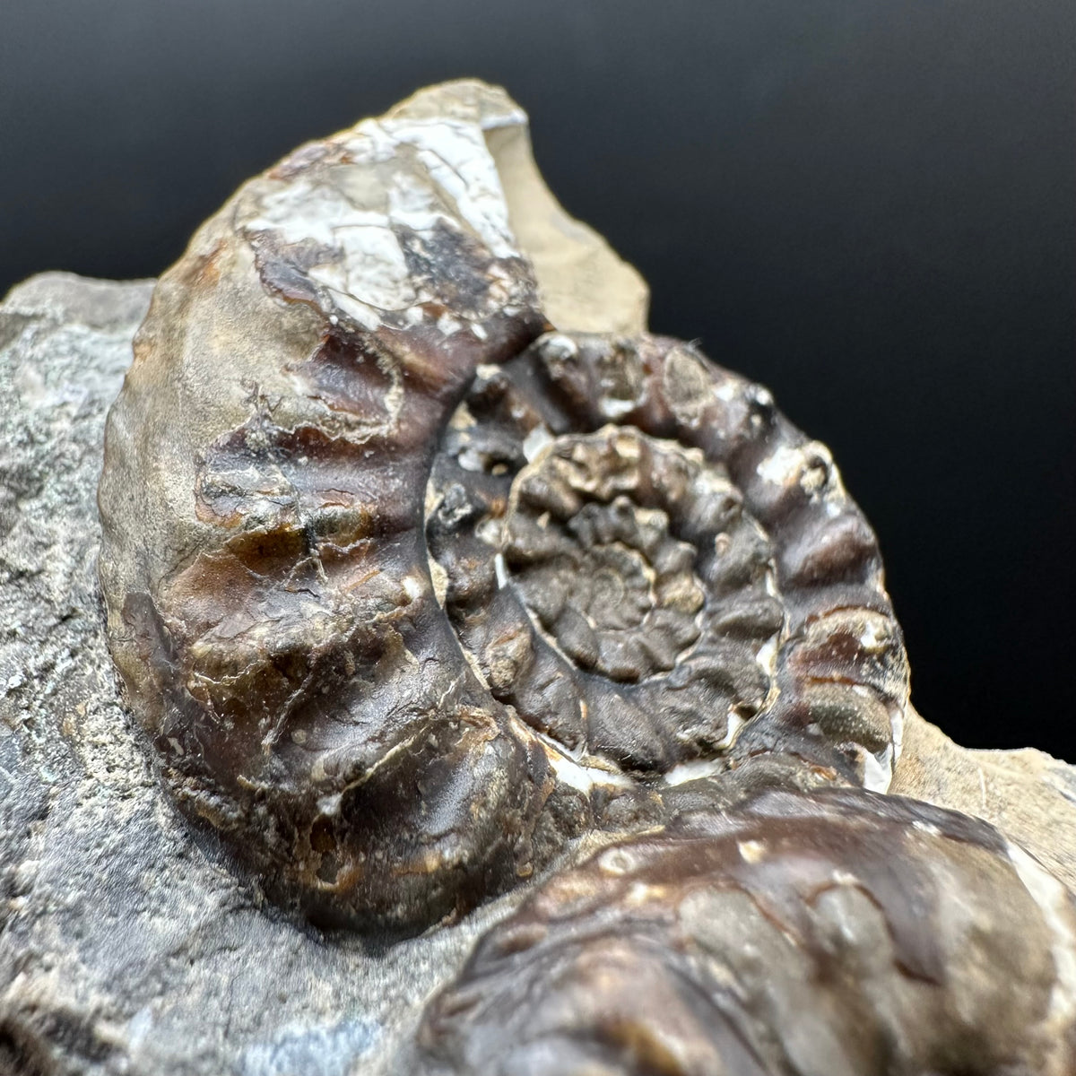 Amaltheus subnodosus Ammonite fossil with stand - Whitby, North Yorkshire Jurassic Coast Yorkshire Fossils