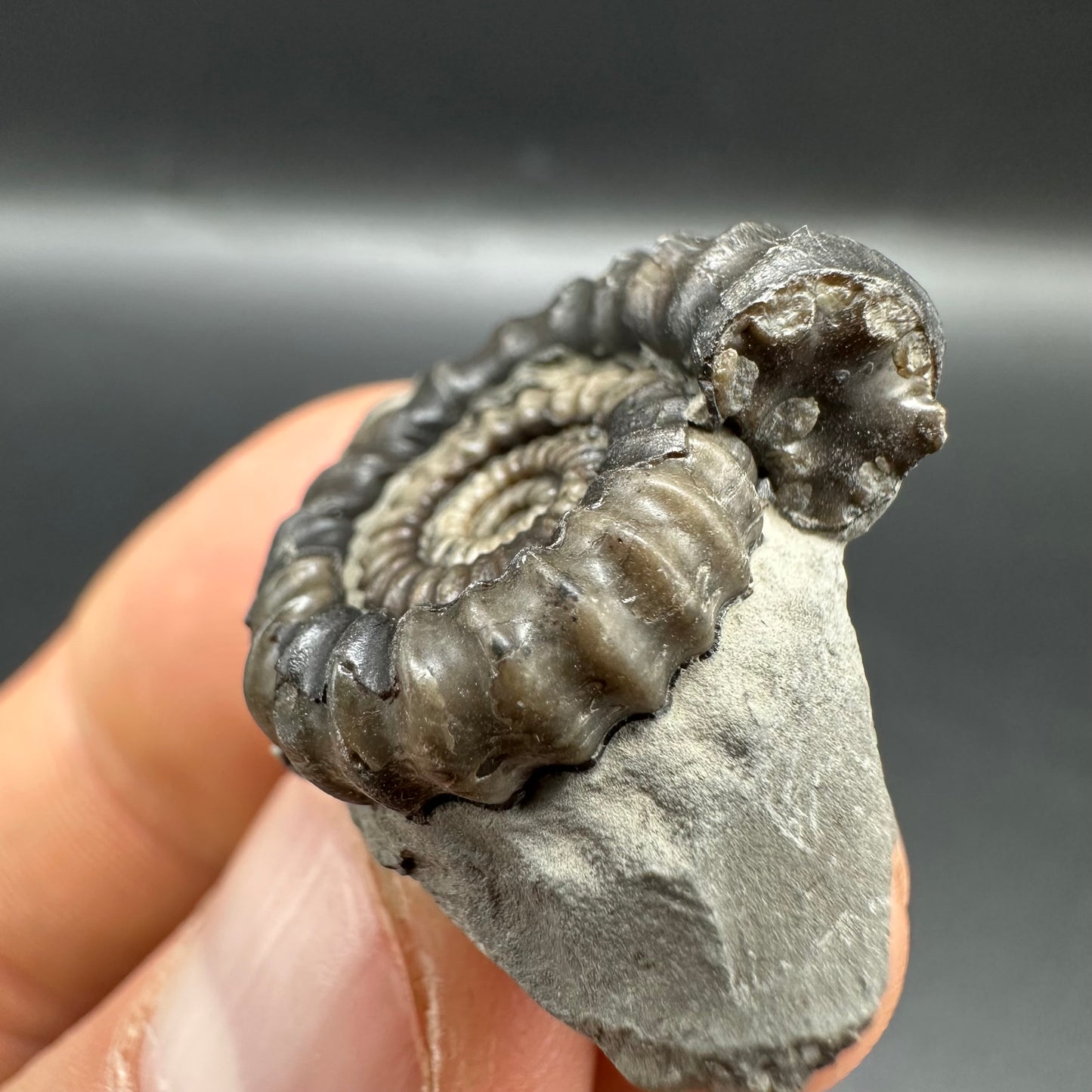 Gagaticeras Ammonite fossil with box and stand - Whitby, North Yorkshire Jurassic Coast Yorkshire Fossils