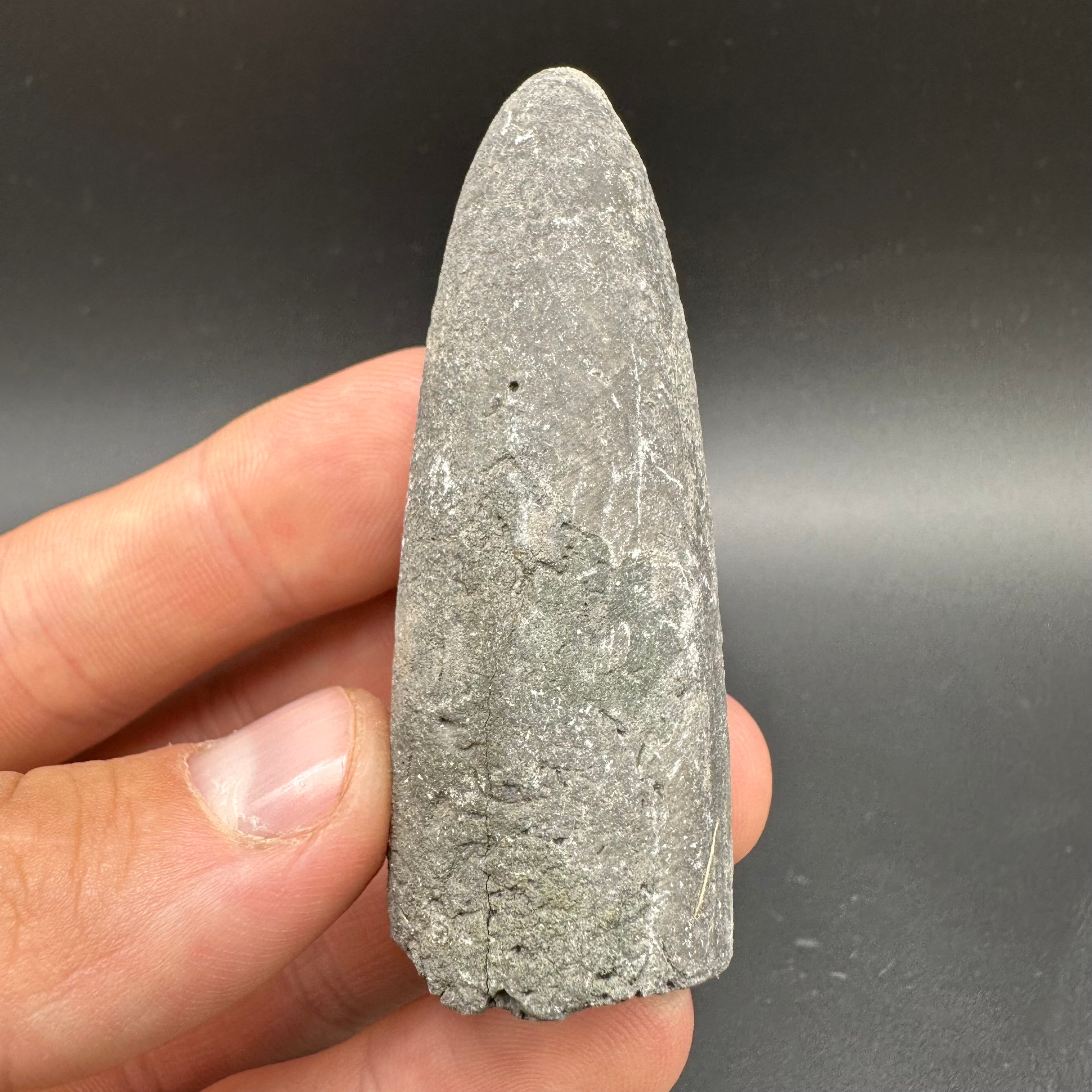 Belemnite (Fossil Squid) shell fossil - Whitby, North Yorkshire Jurass ...