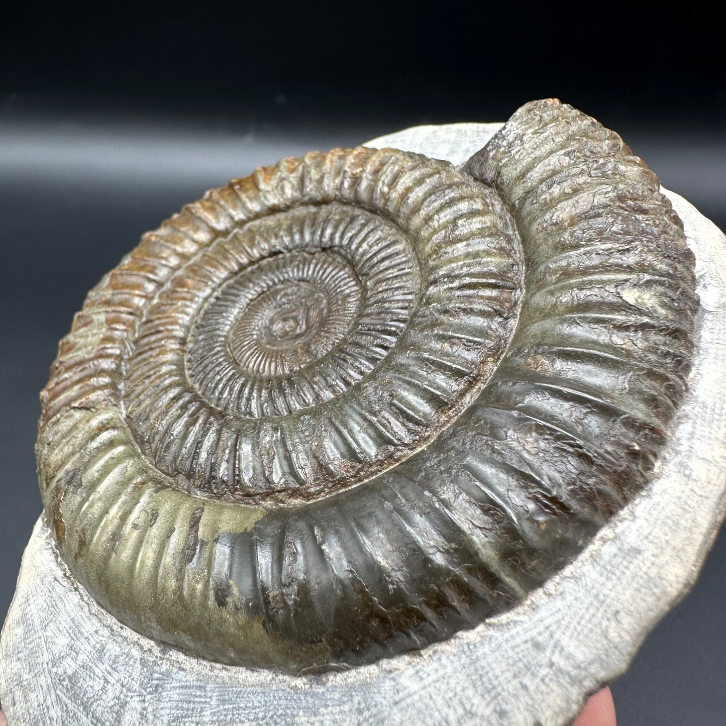 Dactylioceras Ammonite Fossil With Box And Stand - Whitby, North Yorkshire Jurassic Coast Yorkshire Fossils