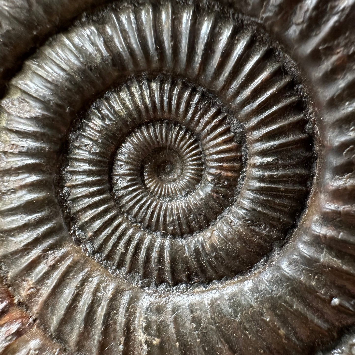 Dactylioceras Ammonite Fossil With box and Stand - Whitby, North Yorkshire Jurassic Coast Yorkshire Fossils