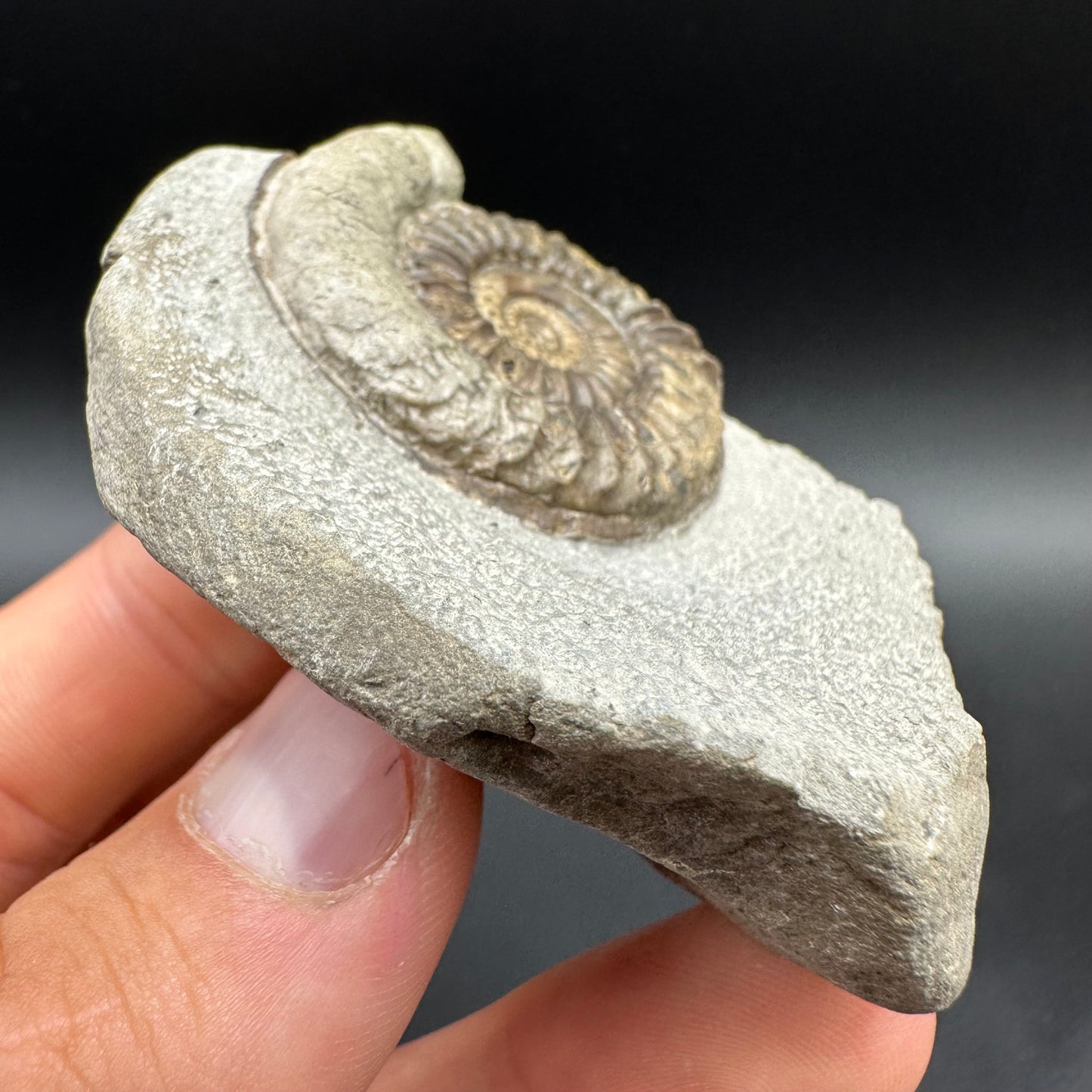 Arnioceras ammonite shell fossil with box and stand - Whitby, North Yorkshire Jurassic Coast Yorkshire Fossils