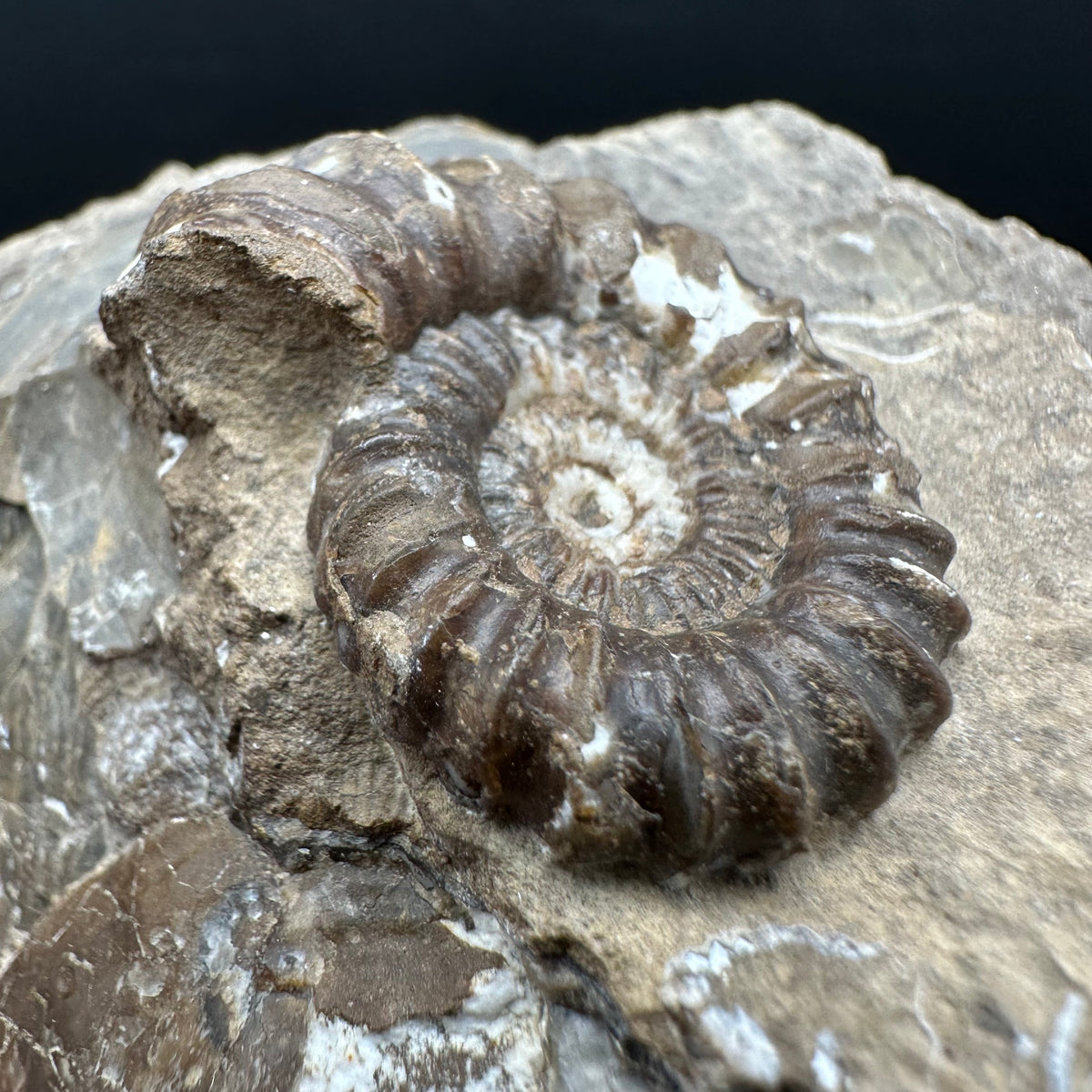 Androgynoceras capricornus Ammonite Fossil With Stand - Whitby, North Yorkshire Jurassic Coast Yorkshire Fossils