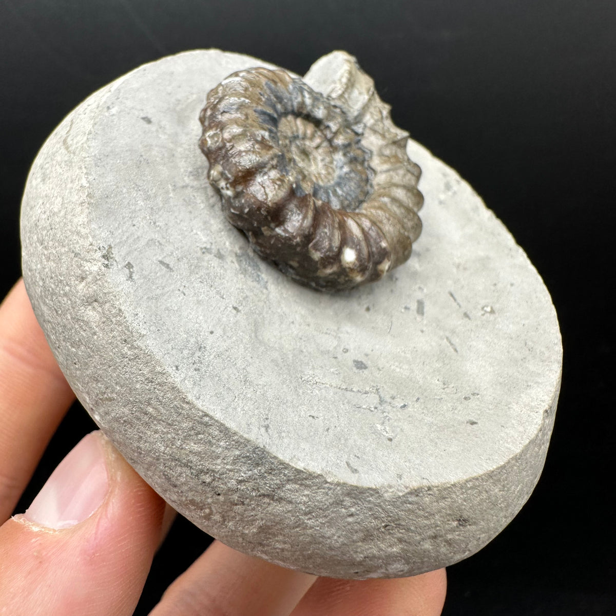 Androgynoceras maculatum ammonite fossil with box and stand - Whitby, North Yorkshire Jurassic Coast Yorkshire Fossils