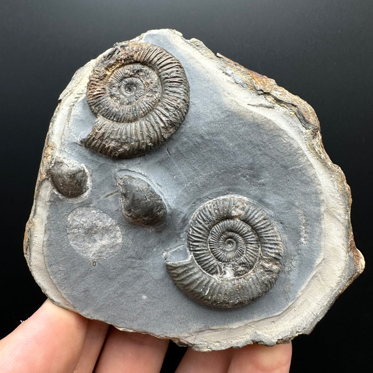 Dactylioceras Ammonite Fossil With Stand - Whitby, North Yorkshire Jurassic Coast Yorkshire Fossils