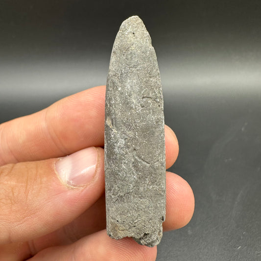 Belemnite (Fossil Squid) shell fossil - Whitby, North Yorkshire Jurassic Coast Yorkshire Fossils