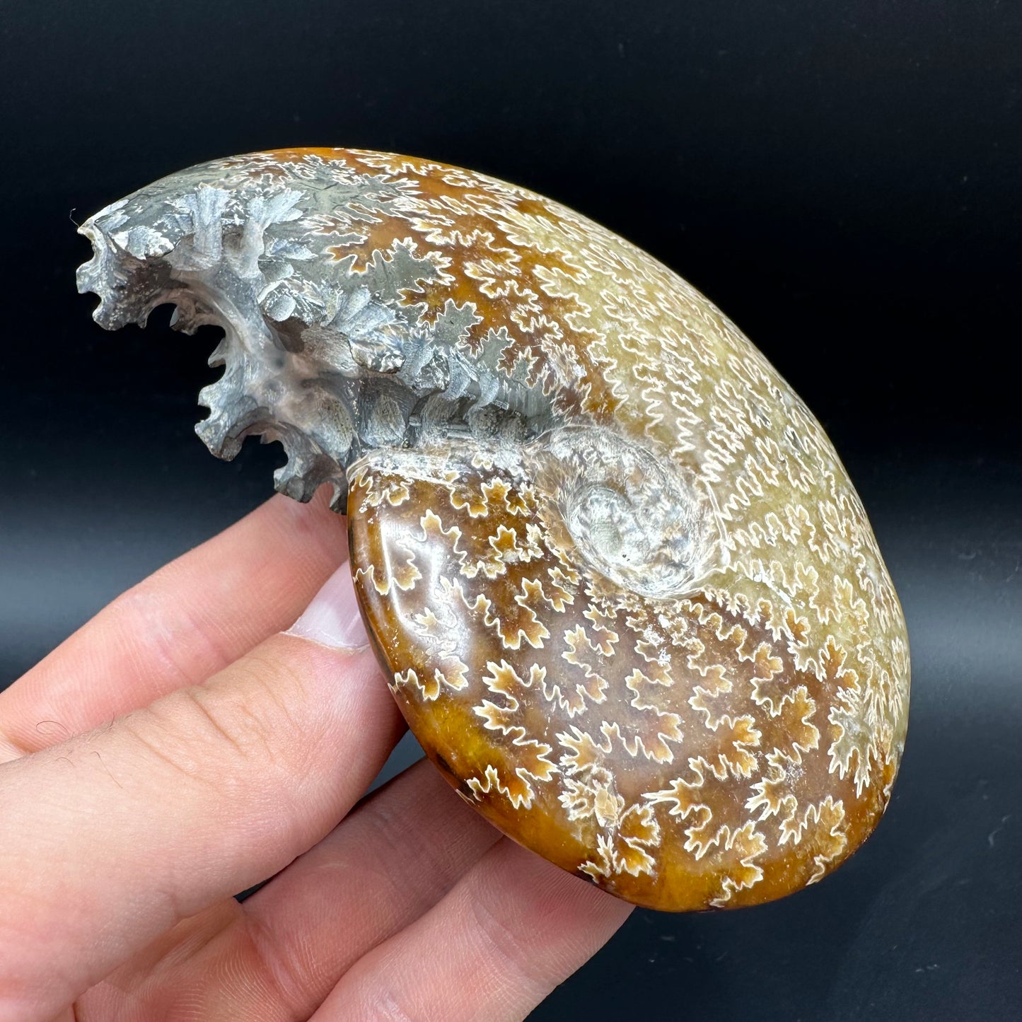 Cleoniceras Ammonite Fossil With Box And Stand - Cretaceous Ammonite Madagascar