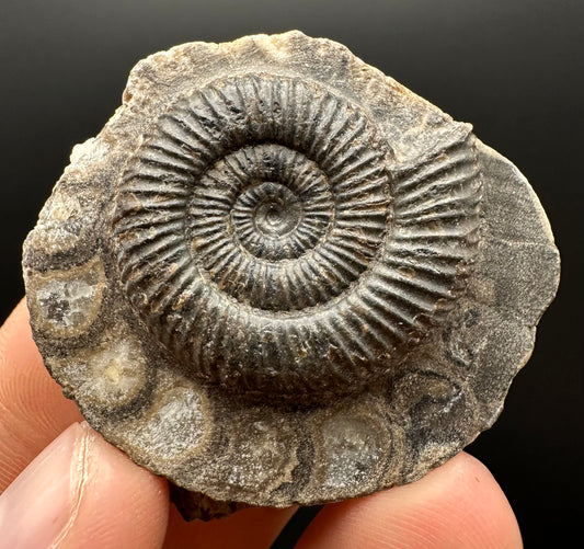 Dactylioceras Ammonite Fossil Gift Set - Whitby, North Yorkshire Jurassic Coast Yorkshire Fossils