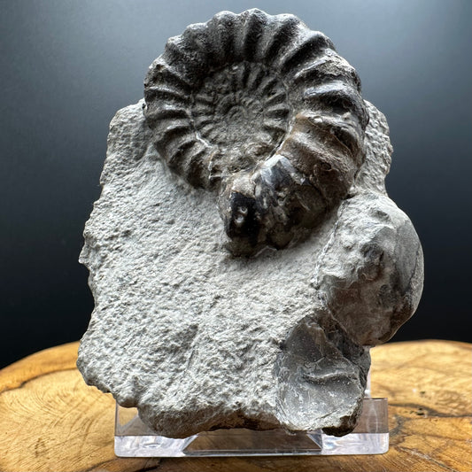Androgynoceras maculatum ammonite fossil with box and stand - Whitby, North Yorkshire Jurassic Coast Yorkshire Fossils