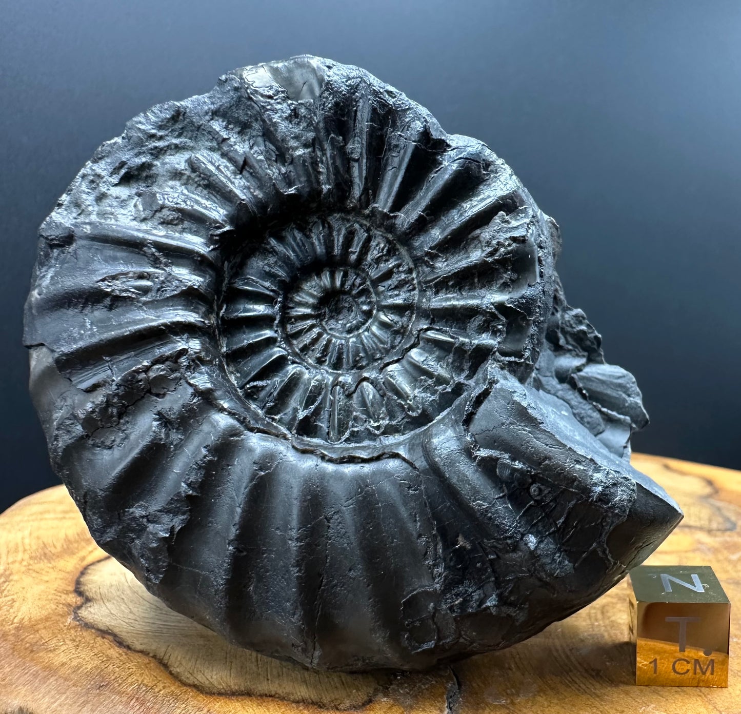 Asteroceras Ammonite fossil with box and stand - Whitby, North Yorkshire Jurassic Coast Yorkshire Fossils